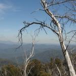 yrtleford - Avventura con il 4x4 sul mt. buffalo national park.